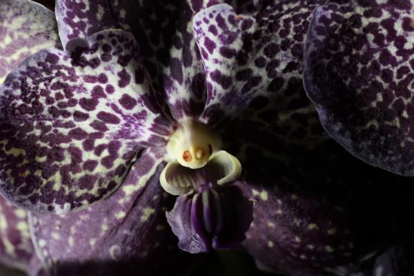 Orchideje2015-41