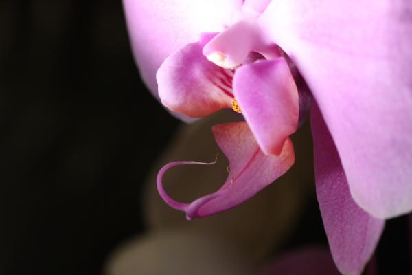 Orchideje2015-48