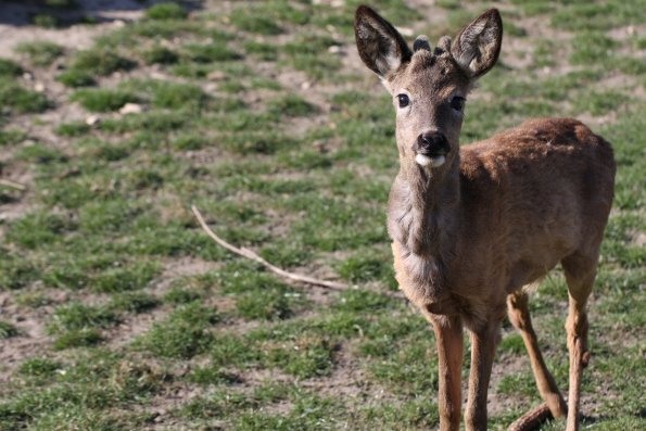 2015ZooparkRadonice14