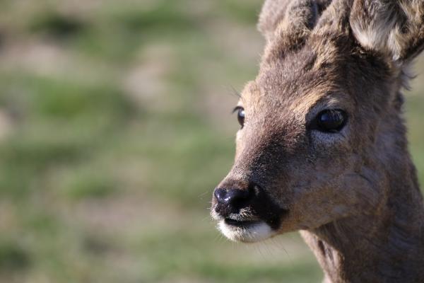 2015ZooparkRadonice15