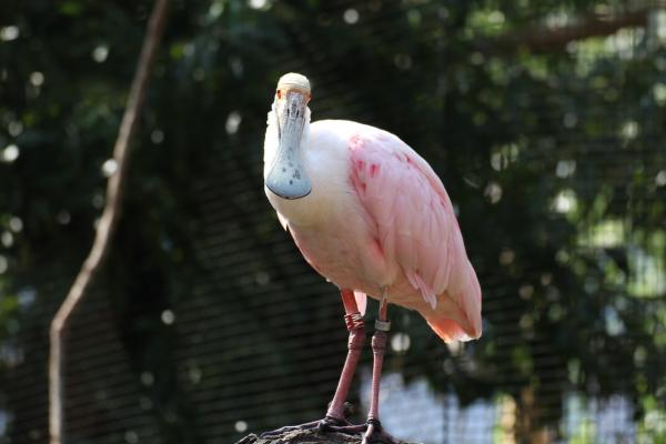 ZooPraha201108_06