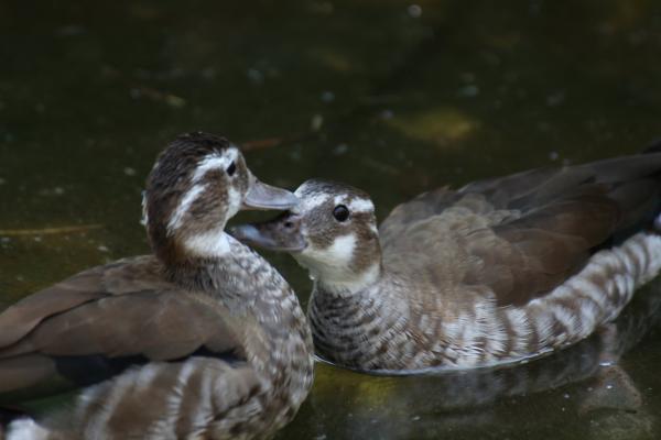 ZooPraha201108_07