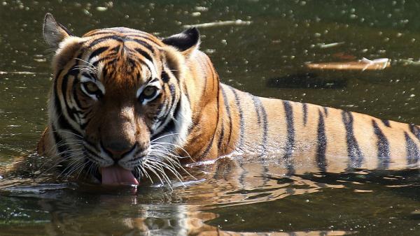 ZooPraha201108_08