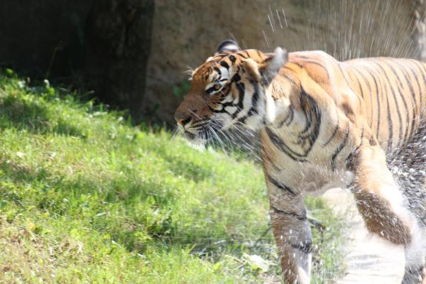 ZooPraha201108_09