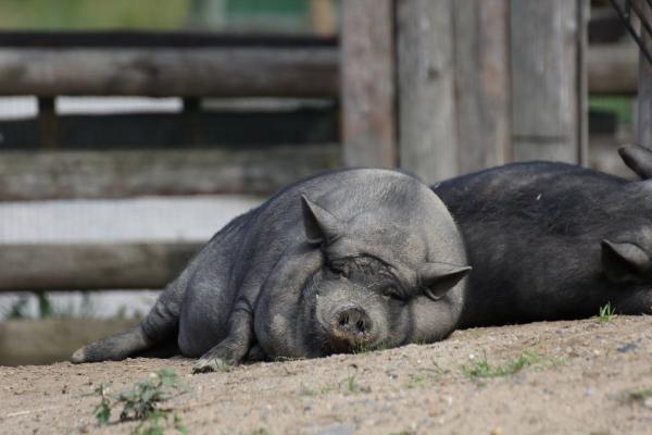 ZooPraha201108_11