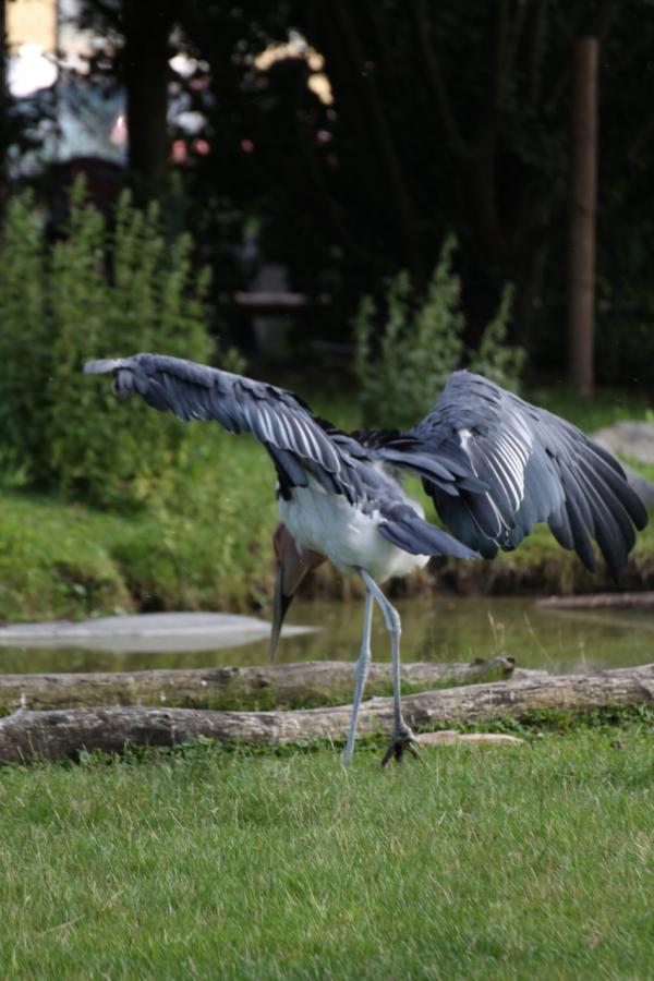 ZooPraha201108_13