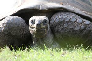 ZOO Praha 2011/08