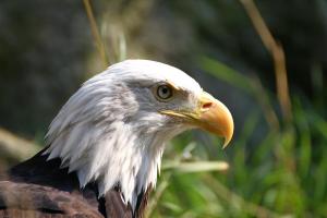 ZOO Praha 2012/07