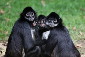 ZOO Praha 2012/09