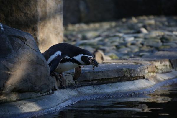 ZOOPraha201301_01