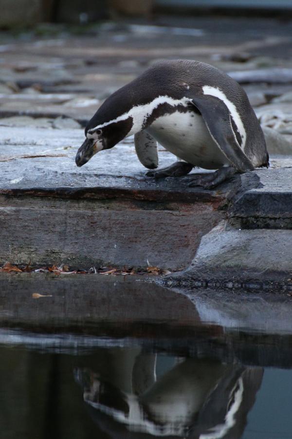 ZOOPraha201301_02