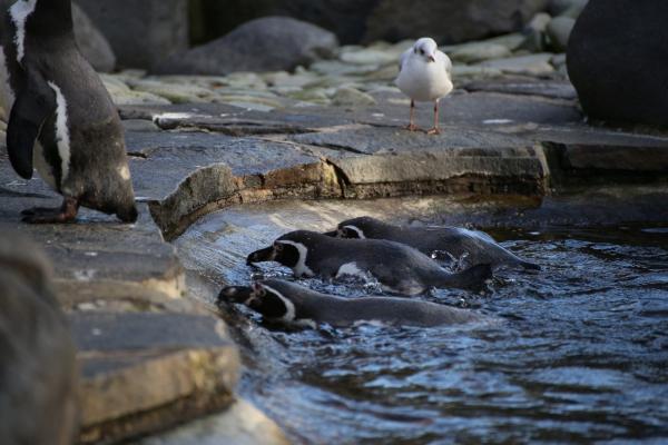 ZOOPraha201301_05