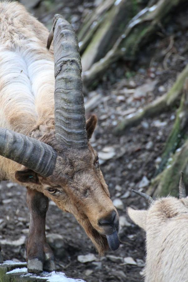 ZOOPraha201301_09