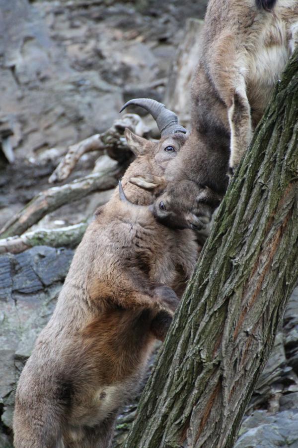 ZOOPraha201301_10