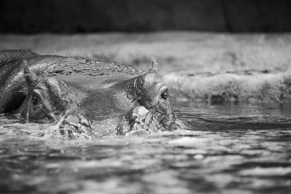 zoopraha201304_2