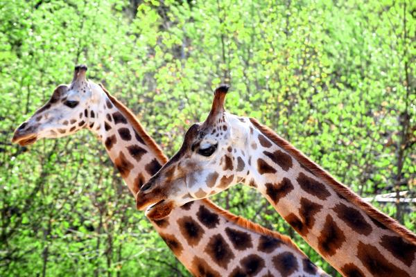 zoopraha201304_3