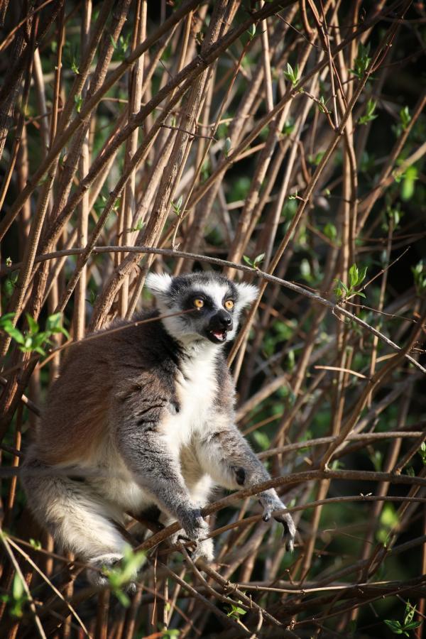 zoopraha201304_6