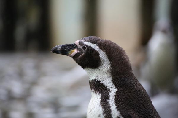 201405-ZOO-Praha-01