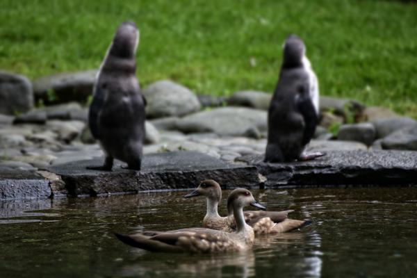 201405-ZOO-Praha-05