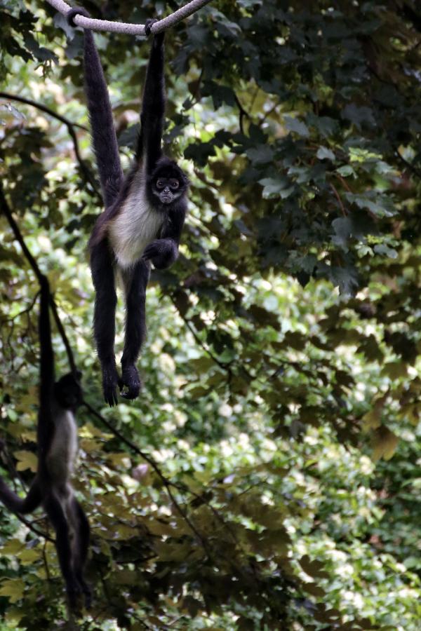 201405-ZOO-Praha-06