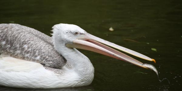 201405-ZOO-Praha-08