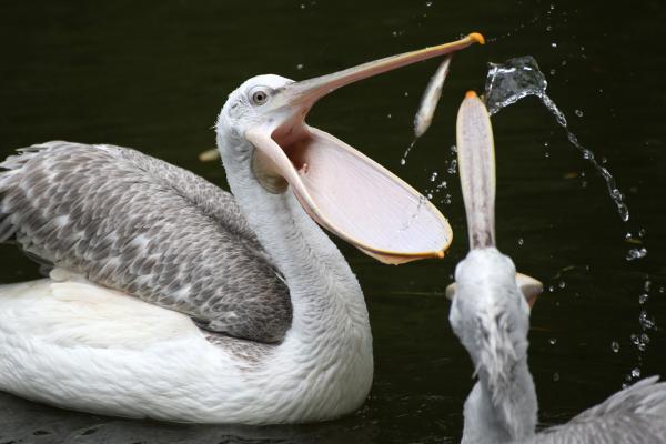 201405-ZOO-Praha-09