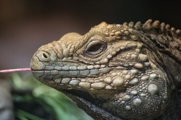 201405-ZOO-Praha-12