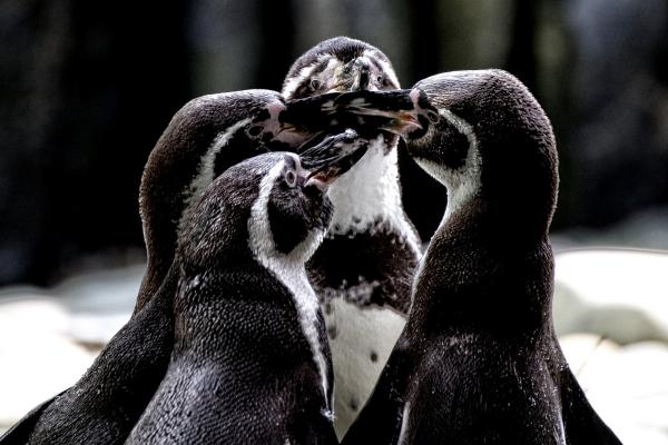 201405-ZOO-Praha-13