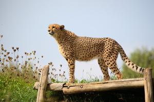 ZOO Praha 2014/09